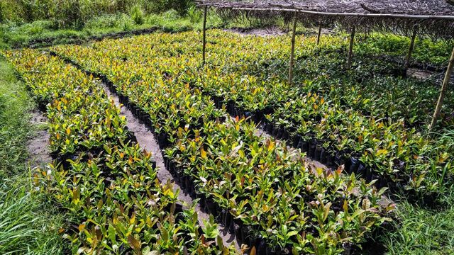 How Freetown is financing urban reforestation